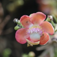 <i>Couroupita guianensis</i>  Aubl.